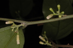 Gomphandra tetrandra